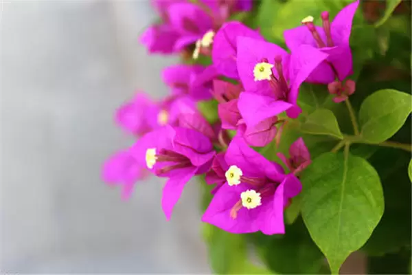 怎样培养盆栽叶子花 怎样培养盆栽叶子花