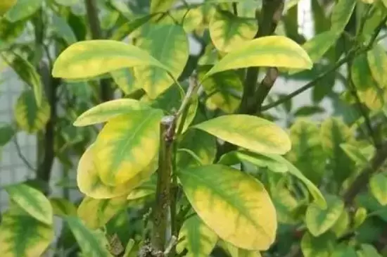 植物叶片发黄是缺什么 植物叶片发黄是缺什么