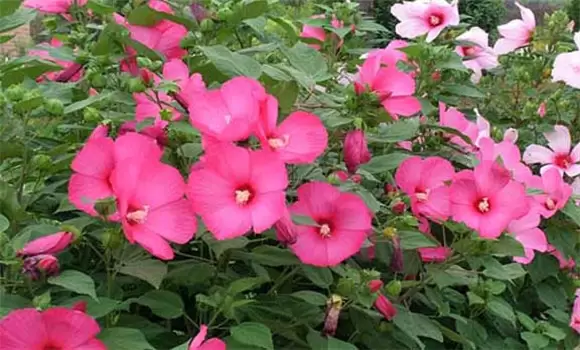 木芙蓉花期是什么时间