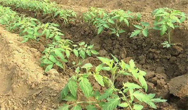 怎样栽培高产无病毒秋西红柿 怎样栽培高产无病毒秋西红柿