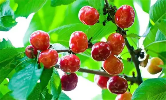 樱桃种植方法、时间与技术要点 樱桃种植方法、时间与技术要点