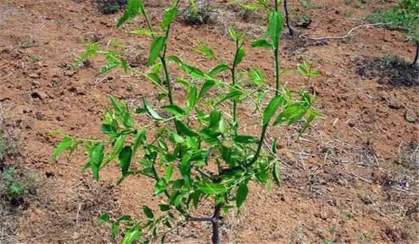枣树红蜘蛛危害症状 枣树红蜘蛛危害症状