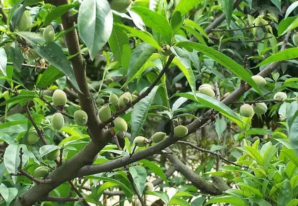 桃树的树体修剪技术