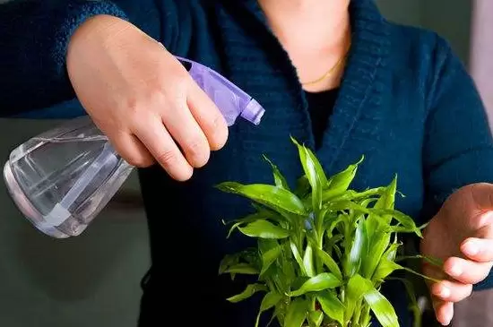 快速清洗花叶灰尘简单方法 快速清洗花叶灰尘简单方法