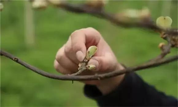枣树抹芽的时期与方法 枣树抹芽的时期与方法