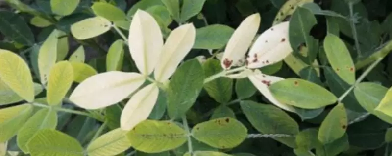 植物叶子发黄是什么原因 植物叶子发黄是什么原因