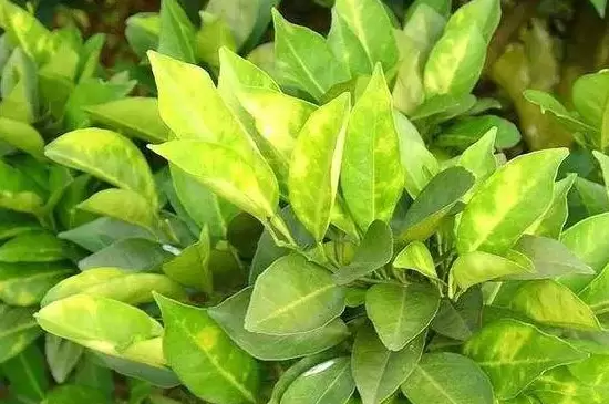 植物叶子发黄是什么原因 植物叶子发黄是什么原因