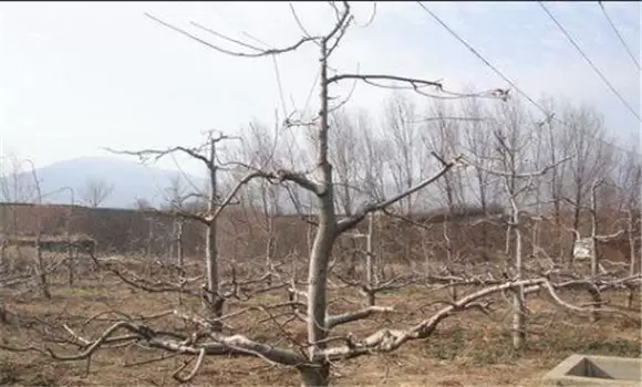 枣树疏散分层树形的整形修剪过程 枣树疏散分层树形的整形修剪过程