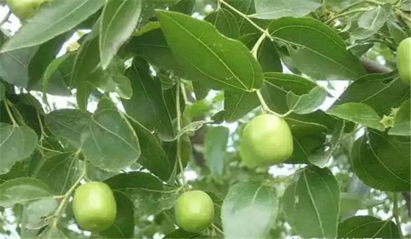 枣壁虱用什么药防治效果好些 枣壁虱用什么药防治效果好些