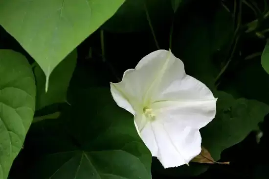 月光花的特点 月光花的特点