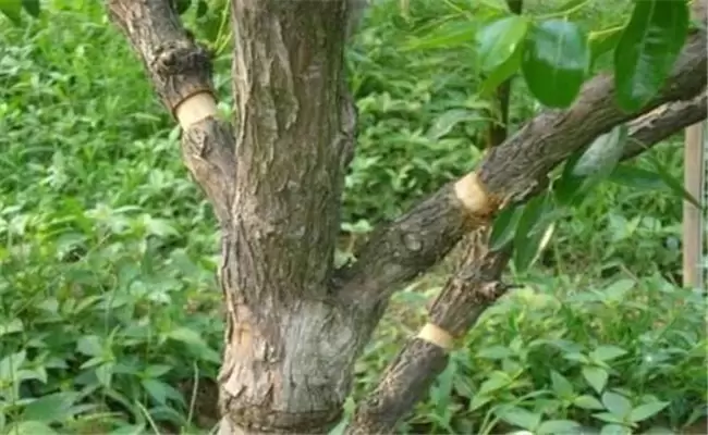 枣树几年可以环割 枣树几年可以环割