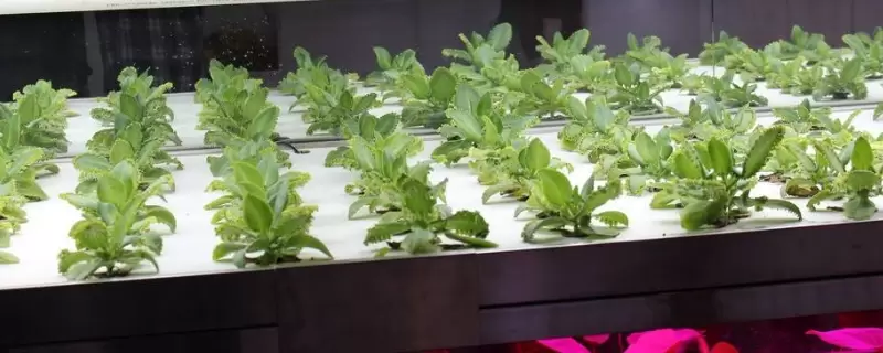无土瓶栽花卉的花材获取途径有哪些 无土瓶栽花卉的花材获取途径有哪些