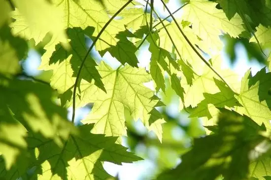 植物的五大生理作用是什么呢 植物的五大生理作用是什么呢