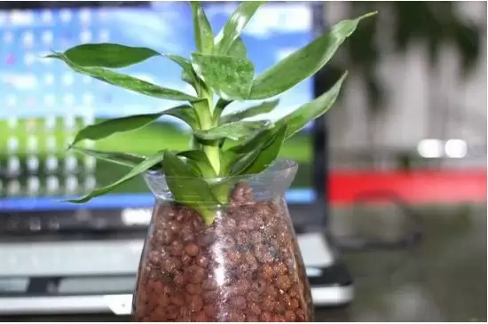 无土瓶栽花卉的花材获取途径有哪些 无土瓶栽花卉的花材获取途径有哪些