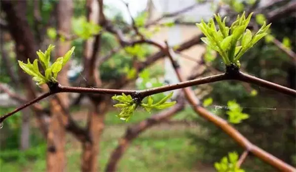 枣树嫁接时间和方法,略谈枣树的五种嫁接方法 枣树嫁接时间和方法,略谈枣树的五种嫁接方法