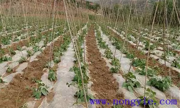怎样夺取菜豆早熟高产 怎样夺取菜豆早熟高产