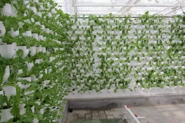 新型农业种植有哪些，建议选择合适的养殖模式