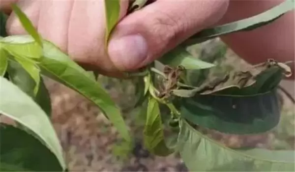 桃小食心虫的危害症状及防治方法 桃小食心虫的危害症状及防治方法
