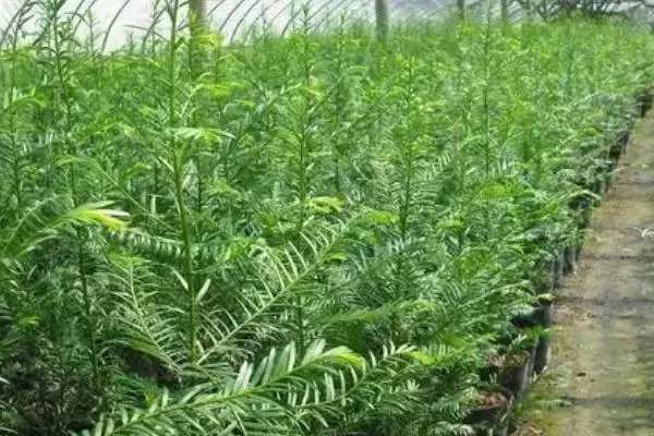 新手怎么做苗木生意,需要注意一定的季节性 新手怎么做苗木生意,需要注意一定的季节性