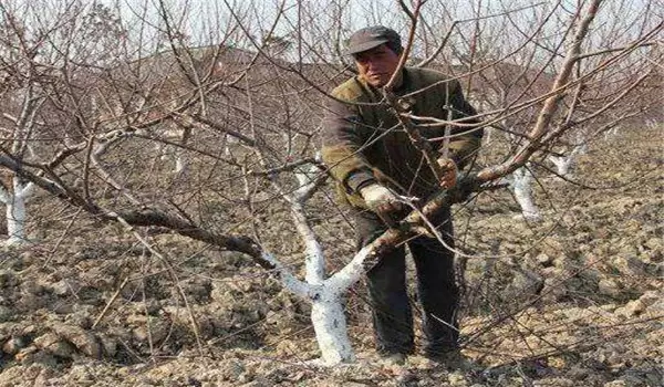 桃树褐腐病防治措施和方法 桃树褐腐病防治措施和方法