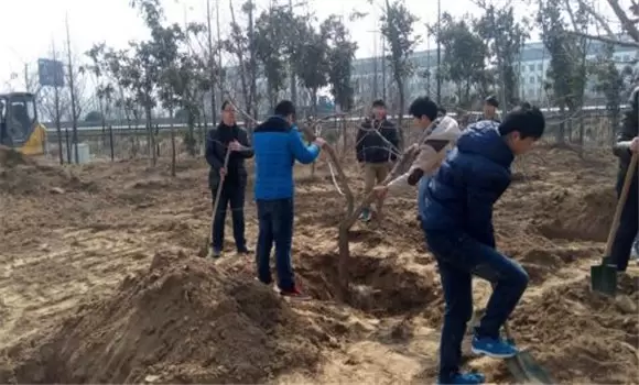 桃树栽植方法简介 桃树栽植方法简介