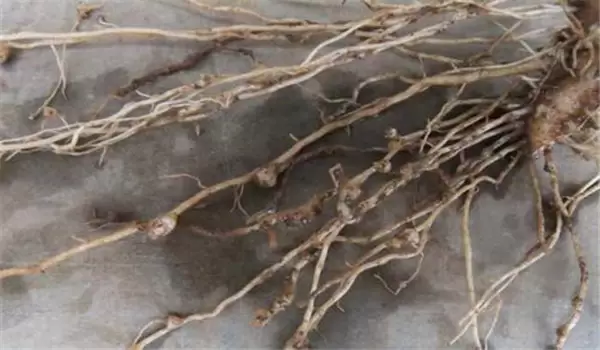 桃树根结线虫如何治疗,用什么药效果好一些? 桃树根结线虫如何治疗,用什么药效果好一些?