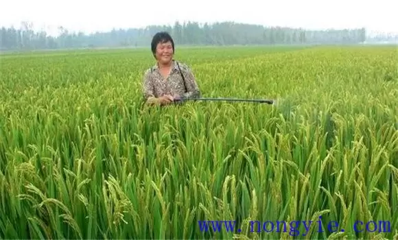 早稻中后期的水浆管理、肥料管理与病虫害防治 早稻中后期的水浆管理、肥料管理与病虫害防治
