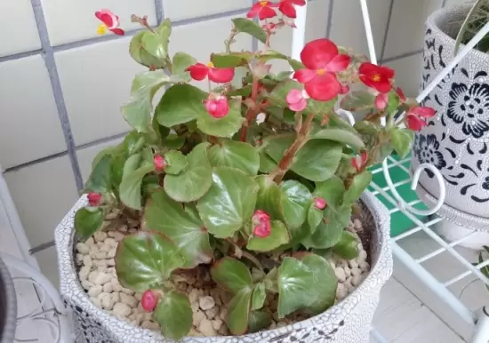 新手养花适合养什么花 新手养花适合养什么花