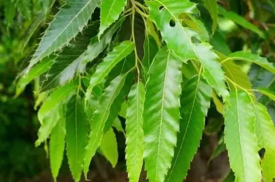 栎类树种有哪些 栎类树种有哪些