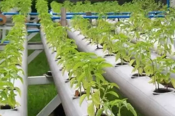 无土栽培蔬菜的成本,搭建毛竹大棚每亩只需5000-6000元左右 无土栽培蔬菜的成本,搭建毛竹大棚每亩只需5000-6000元左右