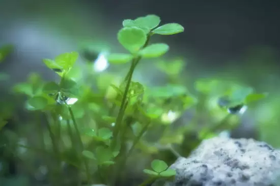 植物的五大生理作用是什么呢 植物的五大生理作用是什么呢