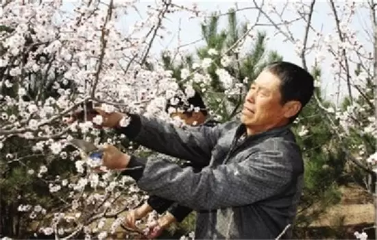 杏树不同阶段的整形修剪技术要求 杏树不同阶段的整形修剪技术要求