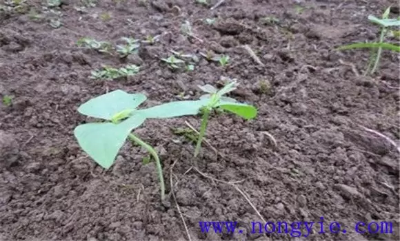 怎样夺取菜豆早熟高产 怎样夺取菜豆早熟高产