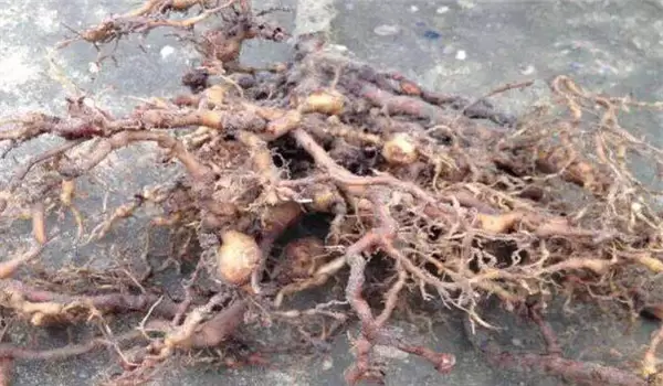 桃树根结线虫如何治疗,用什么药效果好一些? 桃树根结线虫如何治疗,用什么药效果好一些?