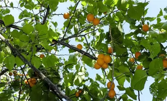 杏裂果是什么原因 杏裂果是什么原因