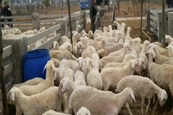 新手怎么养羊,不同阶段的羊的养殖方法不同 新手怎么养羊,不同阶段的羊的养殖方法不同