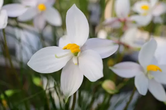 月光花的花语 月光花的花语