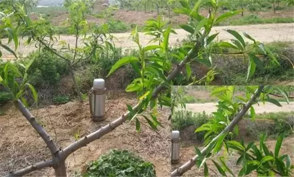 桃树夏季修剪方法有哪些 桃树夏季修剪方法有哪些