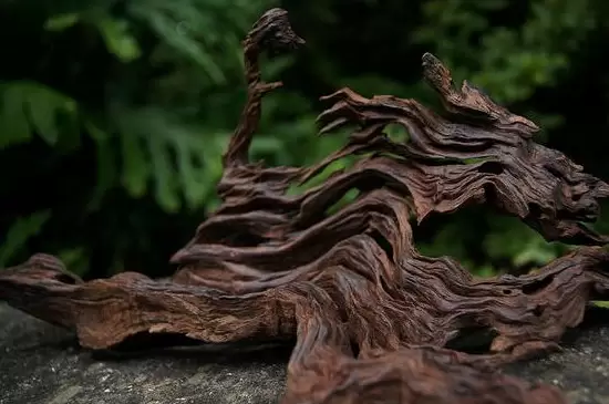 普通树根可以做沉木吗 普通树根可以做沉木吗