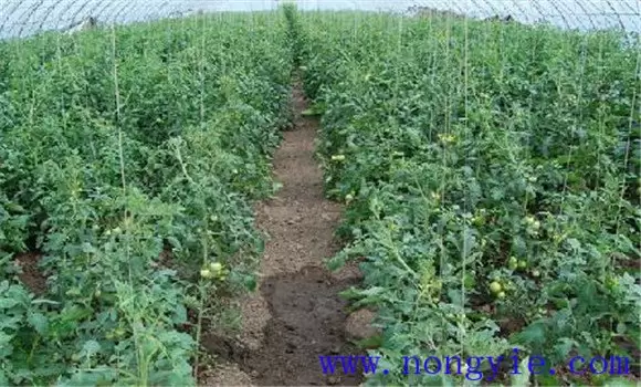 樱桃番茄栽培技术要点 樱桃番茄栽培技术要点