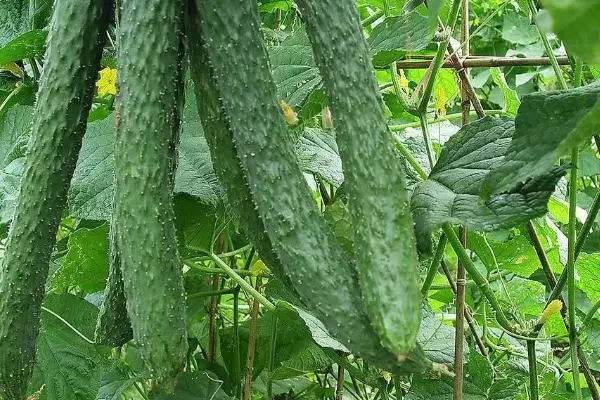 无土栽培蔬菜的成本,搭建毛竹大棚每亩只需5000-6000元左右 无土栽培蔬菜的成本,搭建毛竹大棚每亩只需5000-6000元左右