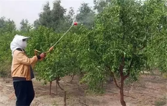枣树管理四大措施: 枣树管理四大措施: