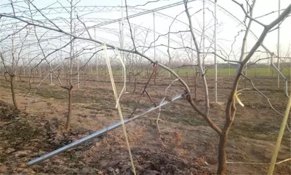 枣树拉枝多少度合适 枣树拉枝多少度合适