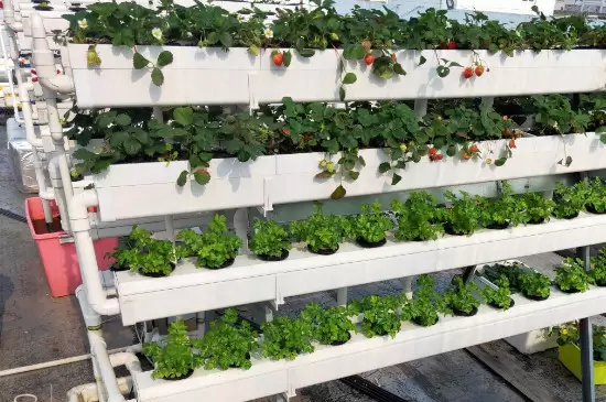 无土瓶栽花卉的花材获取途径有哪些 无土瓶栽花卉的花材获取途径有哪些