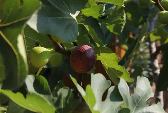 无花果干怎么吃 无花果干怎么吃
