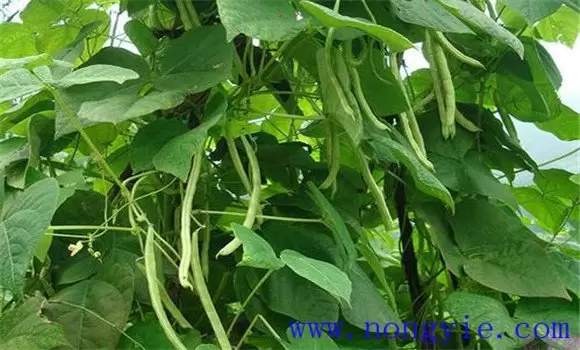 怎样夺取菜豆早熟高产 怎样夺取菜豆早熟高产