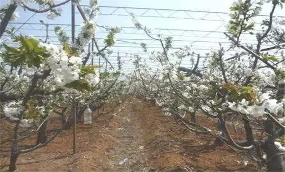 桃树蚜虫的防治方法