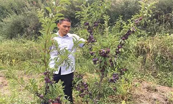 李子树修剪时间和方法 李子树修剪时间和方法