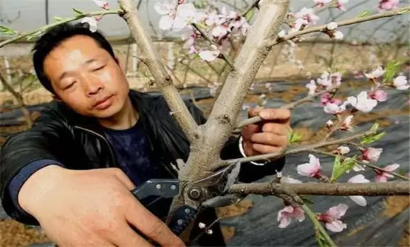 桃树苗适合几月份种植 桃树苗适合几月份种植