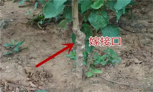 杏树育苗方法 杏树育苗方法